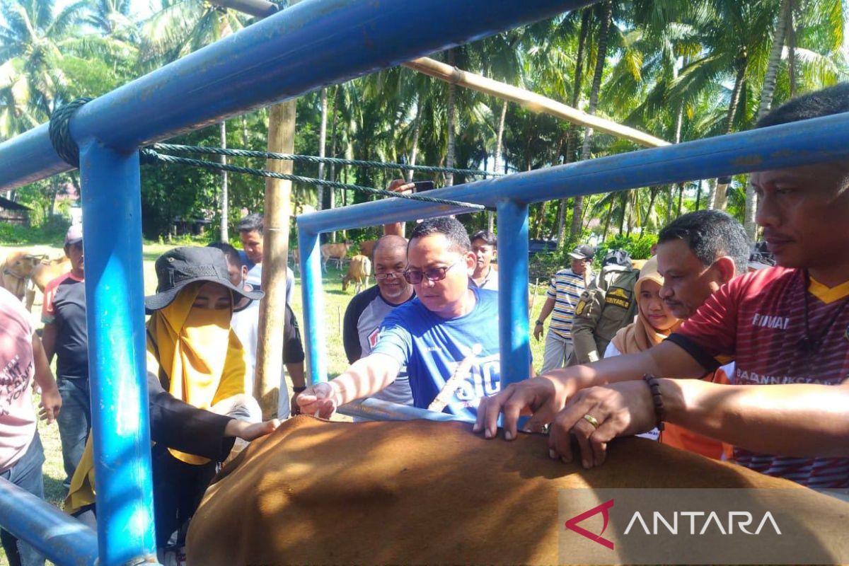 Disnakkeswan Gorontalo Utara lakukan pelayanan gangguan reproduksi ternak sapi