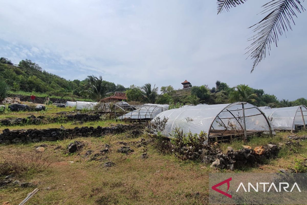 Tidak lolos standar, Kelompok budi daya garam di Gunungkidul berhenti produksi