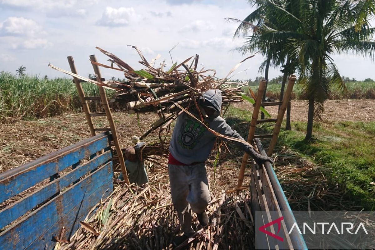 Rabu ini petani tebu Situbondo demo PG Assembagoes