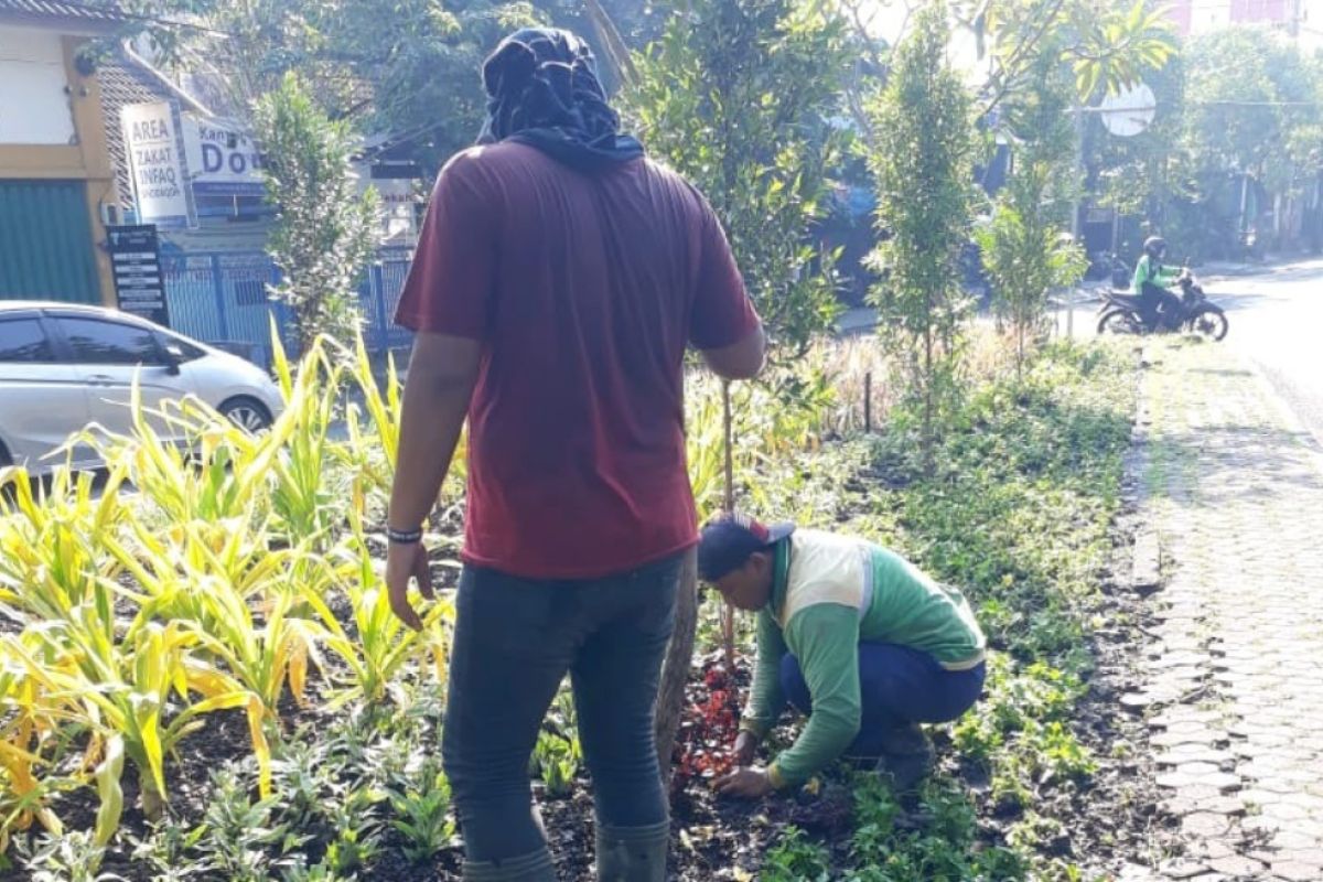 Sekitar seribu bibit tanaman ditanam di Surabaya setiap hari