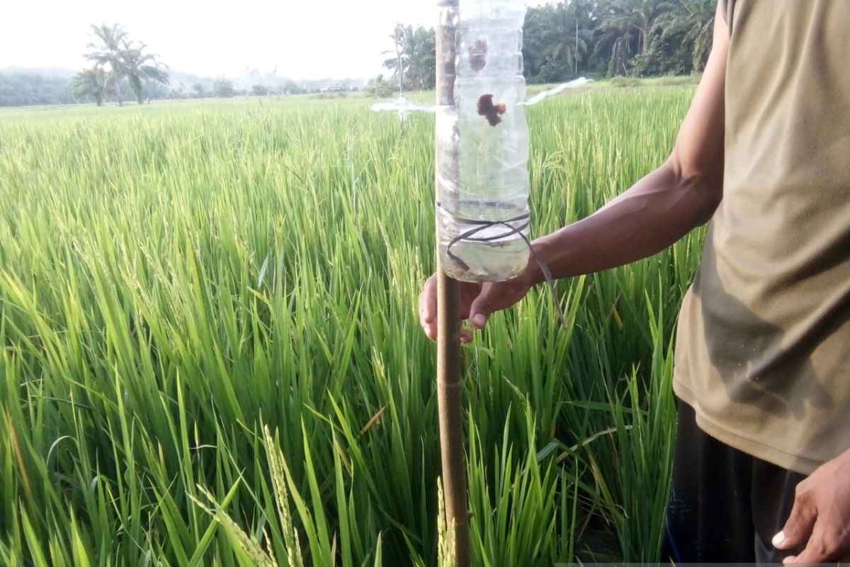Tanaman padi di Aceh Tamiang diserang hama walang sangit, ini yang dilakukan petani