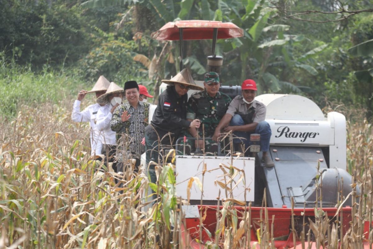 Wamentan panen raya jagung di Serang