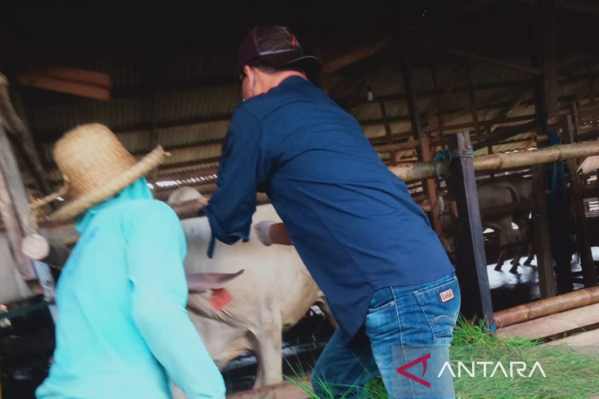 Kabupaten Penajam cegah penyebaran PMK dengan vaksinasi ternak sapi