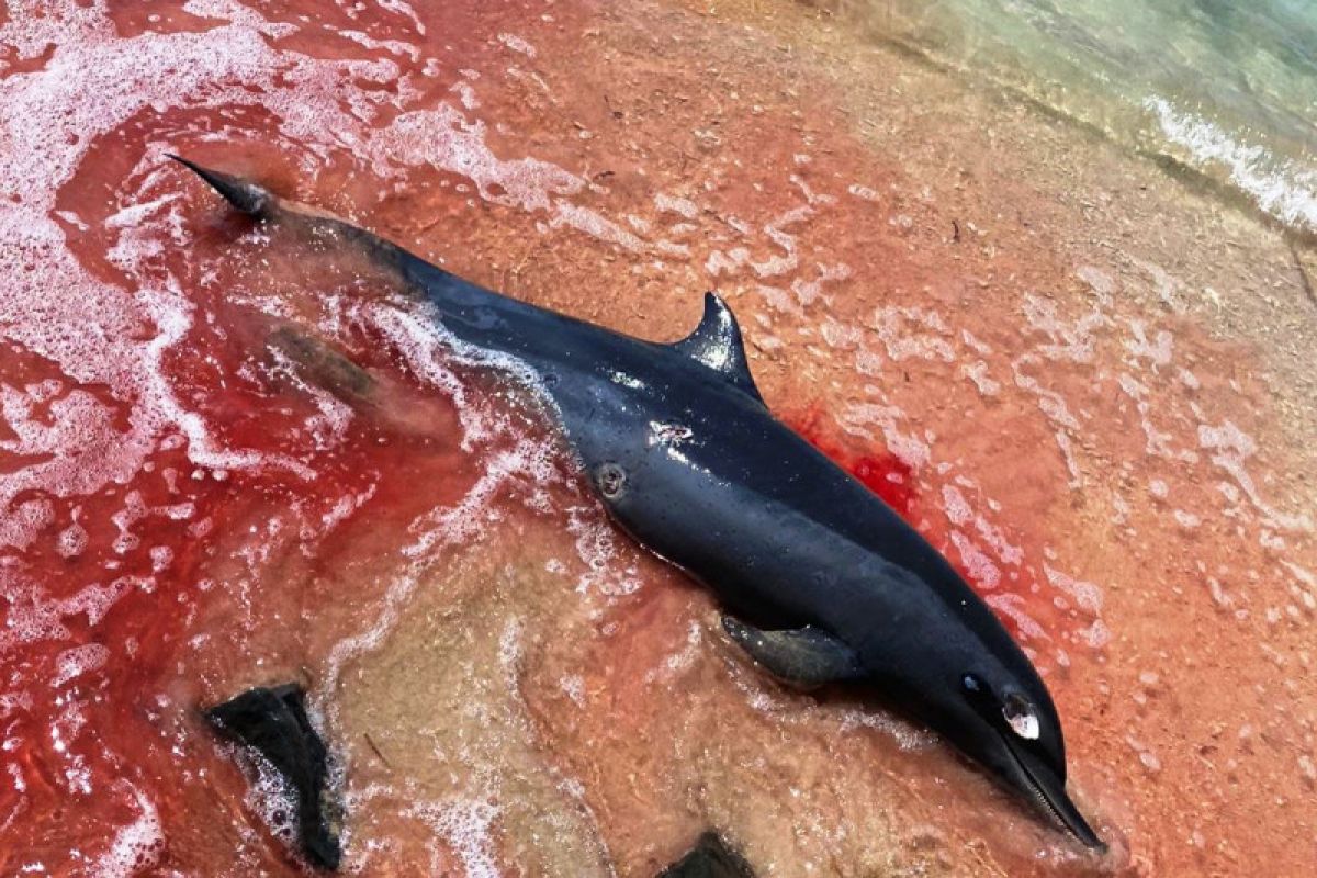Seekor lumba-lumba dilindungi mati di perairan Gili Air Lombok Utara