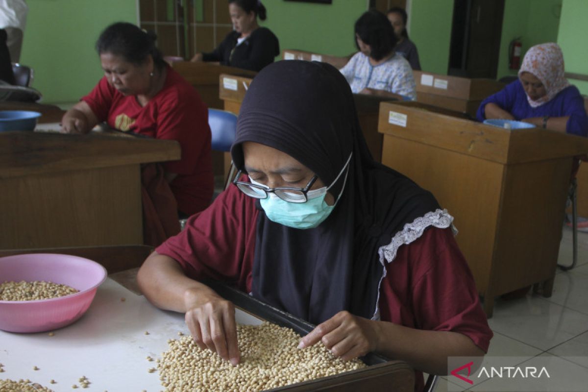 Peneliti: Perbaikan kualitas tingkatkan daya saing kedelai lokal