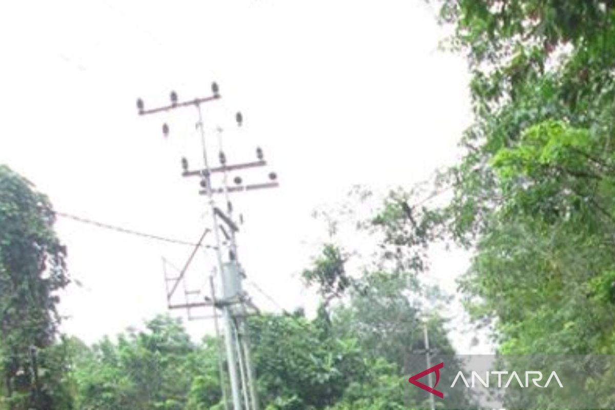 Pemkot Banjarmasin berharap PLN gunakan kabel bungkus hindari penebangan