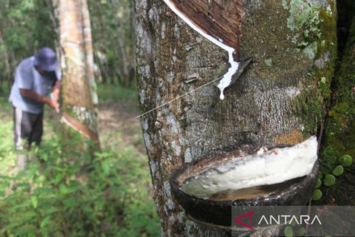 Produksi karet di Aceh Timur capai 15 ribu ton