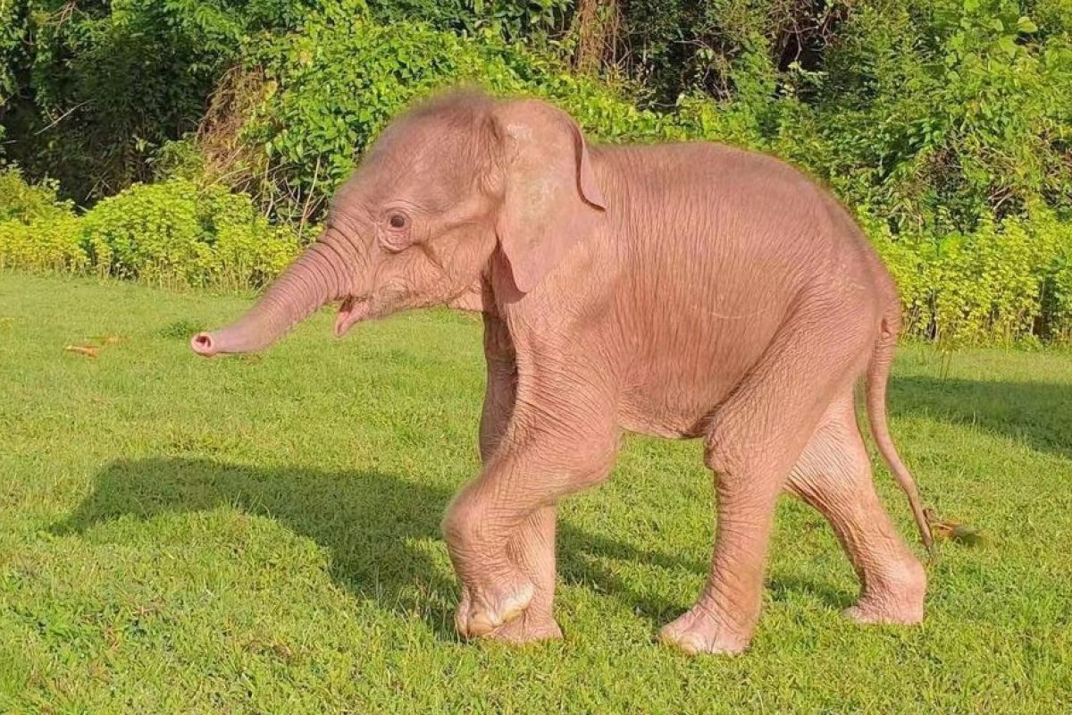 Gajah putih langka lahir di Rakhine Myanmar