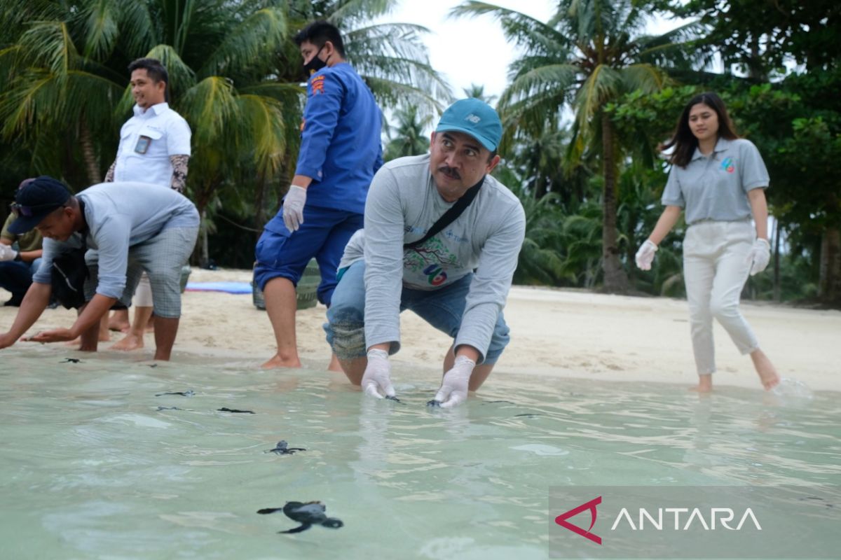 PT Timah bersama Ditpolairud Polda Babel lepasliarkan ratusan anak penyu di Pulau Ketawai