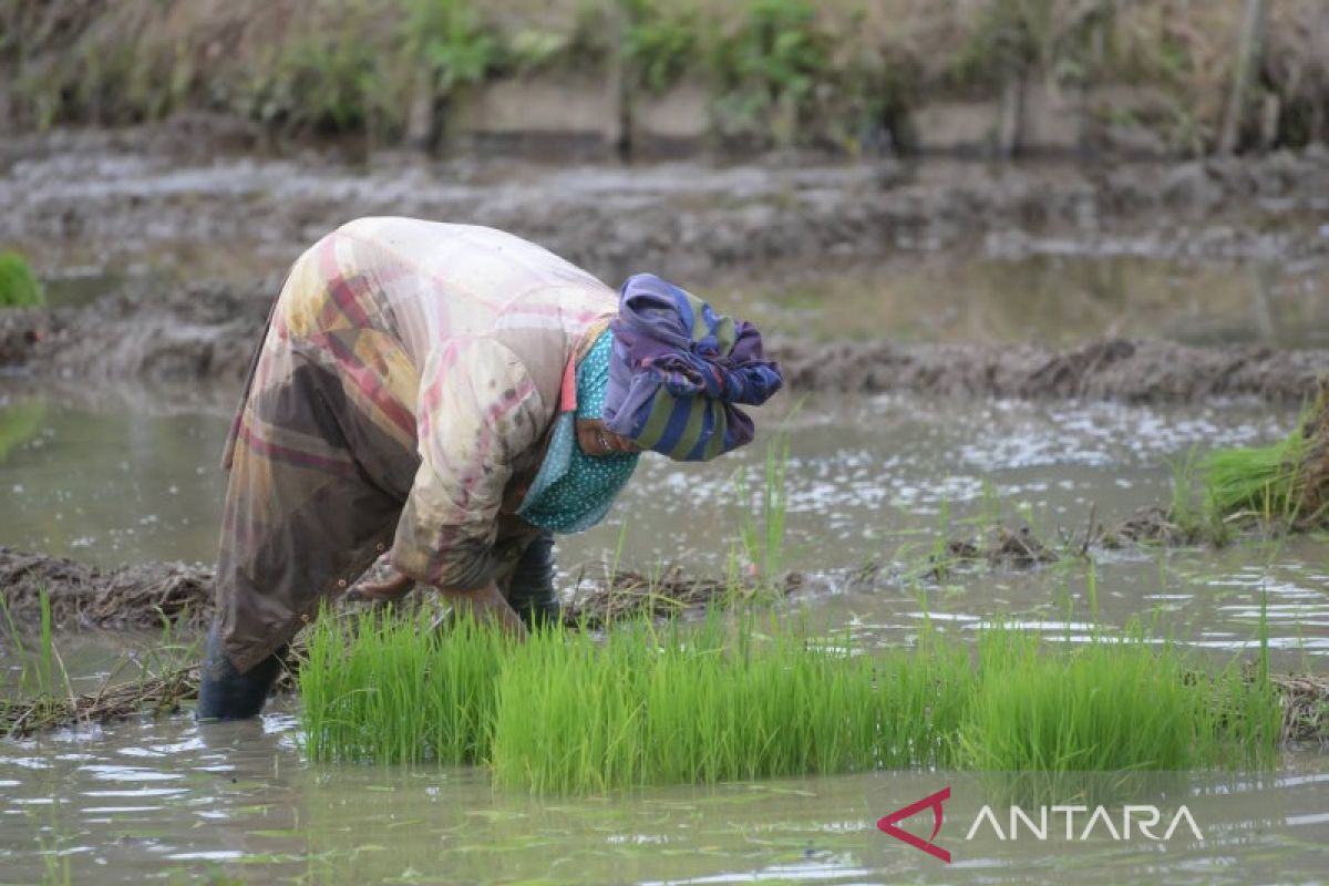 Irigasi jebol selesai dibangun, Bupati Tapsel: Segerakan jadwal tanam padi