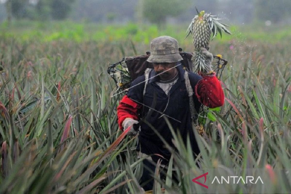 Produksi capai 147.975 ton, Jambi siap jajaki ekspor nanas ke China