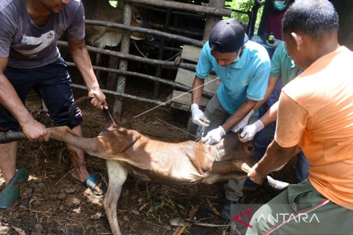 Seluruh ternak infeksi PMK di Sabang telah dinyatakan sembuh