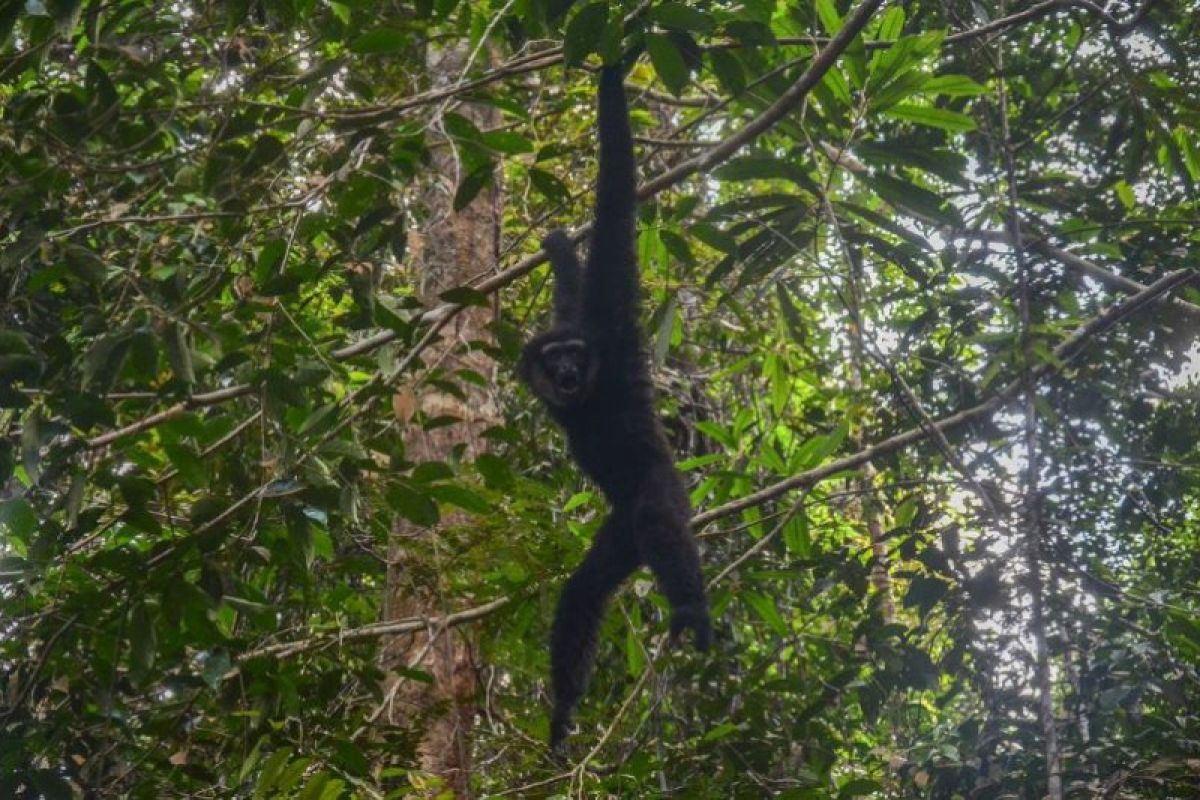 BBKSDA evacuates agile gibbon from Riau Park