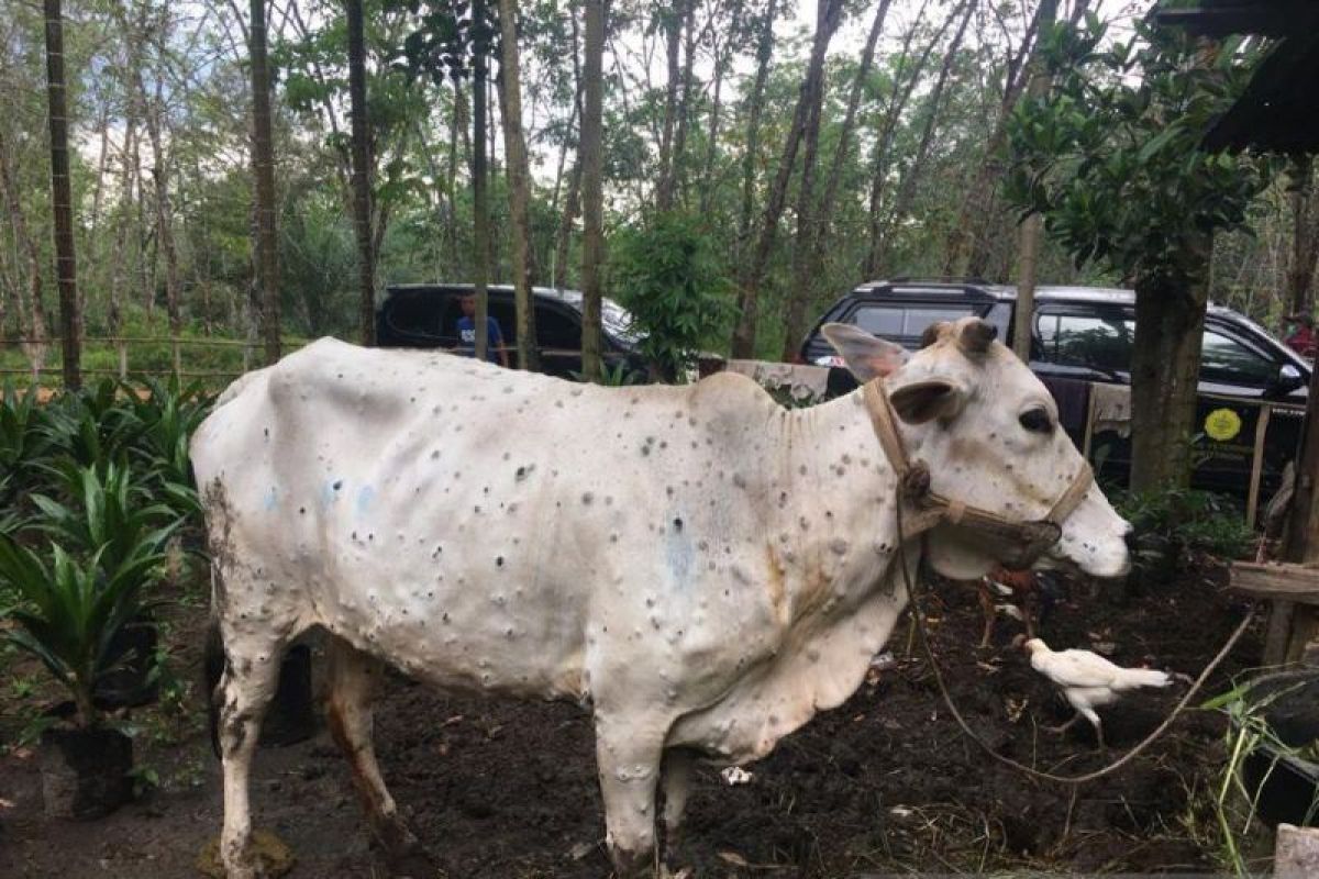 1.209  sapi di Riau sembuh dari Penyakit Mulut dan Kuku