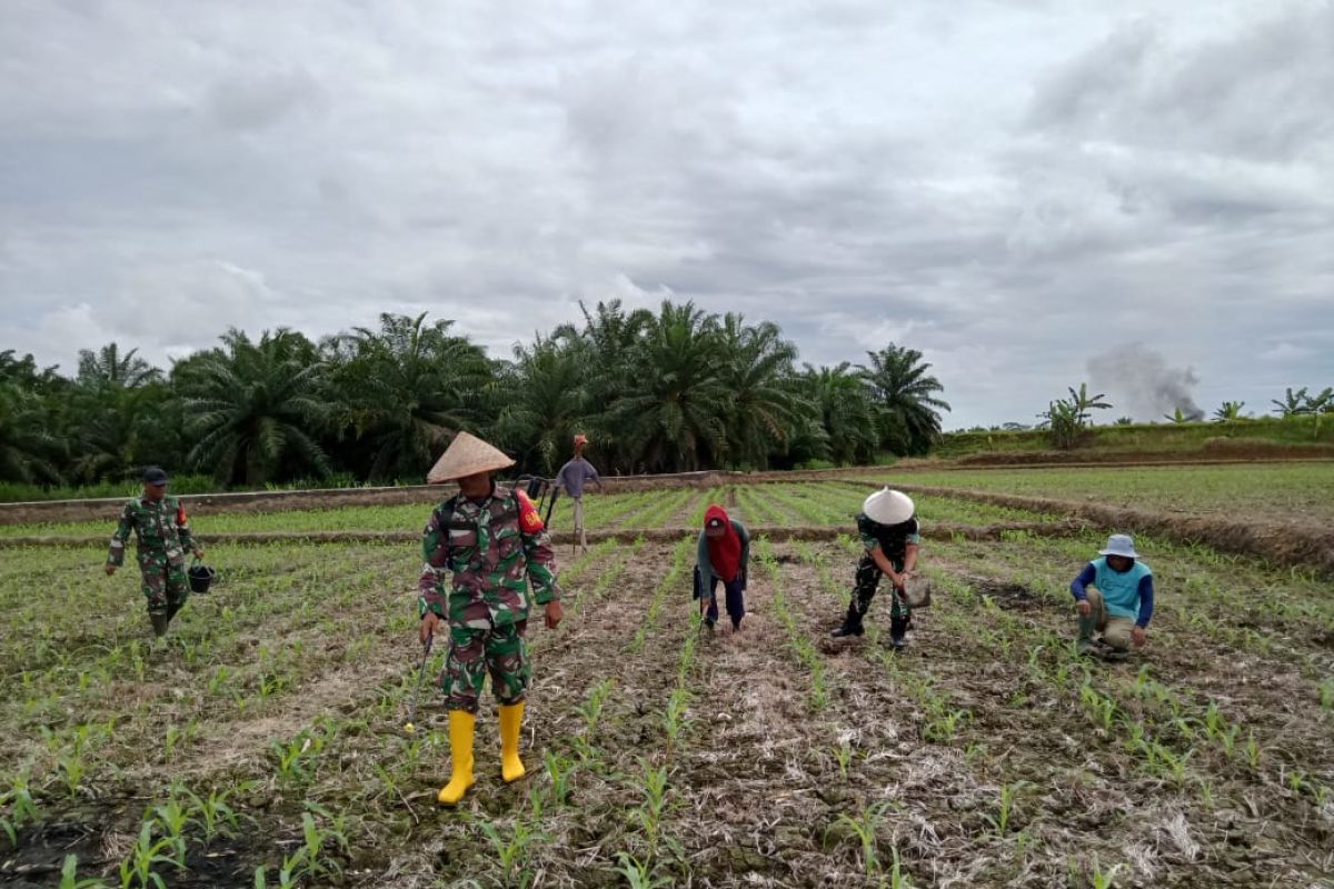 TNI - petani di Desa Tirta Mulya kembangkan tanaman jagung