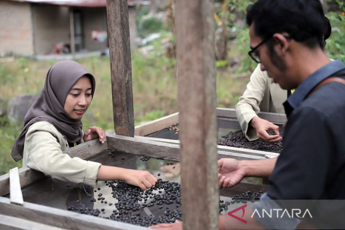 Mahasiswa KKN-PPM UGM bantu inovasi bisnis kopi di Samosir