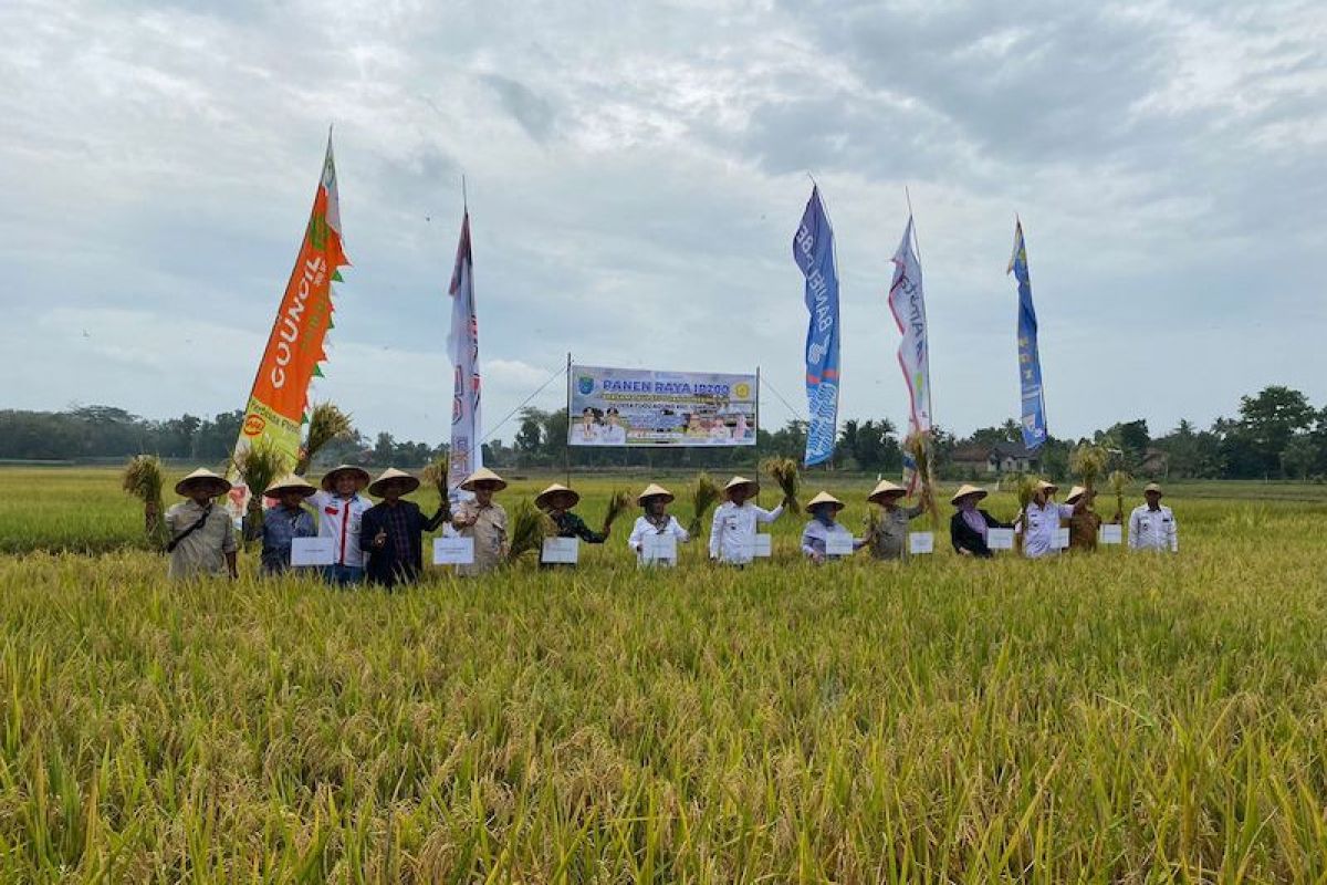 Pemerintah siapkan sejumlah strategi hadapi ancaman krisis pangan