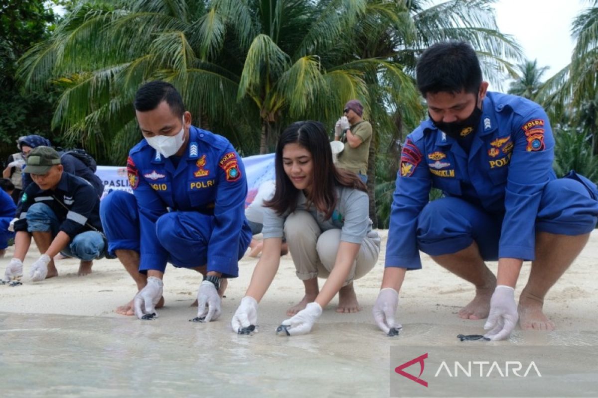 Polda Bangka Belitung - BKSDA Sumsel lepas liarkan 400 tukik penyu hijau