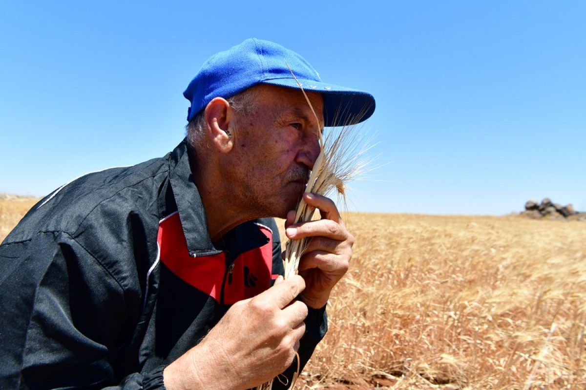 FAO: Harga pangan dunia turun setelah Ukraina ekspor biji-bijian lagi