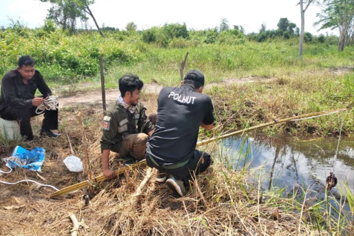 Buaya bermunculan, BKSDA Sampit pasang pancing umpan ayam