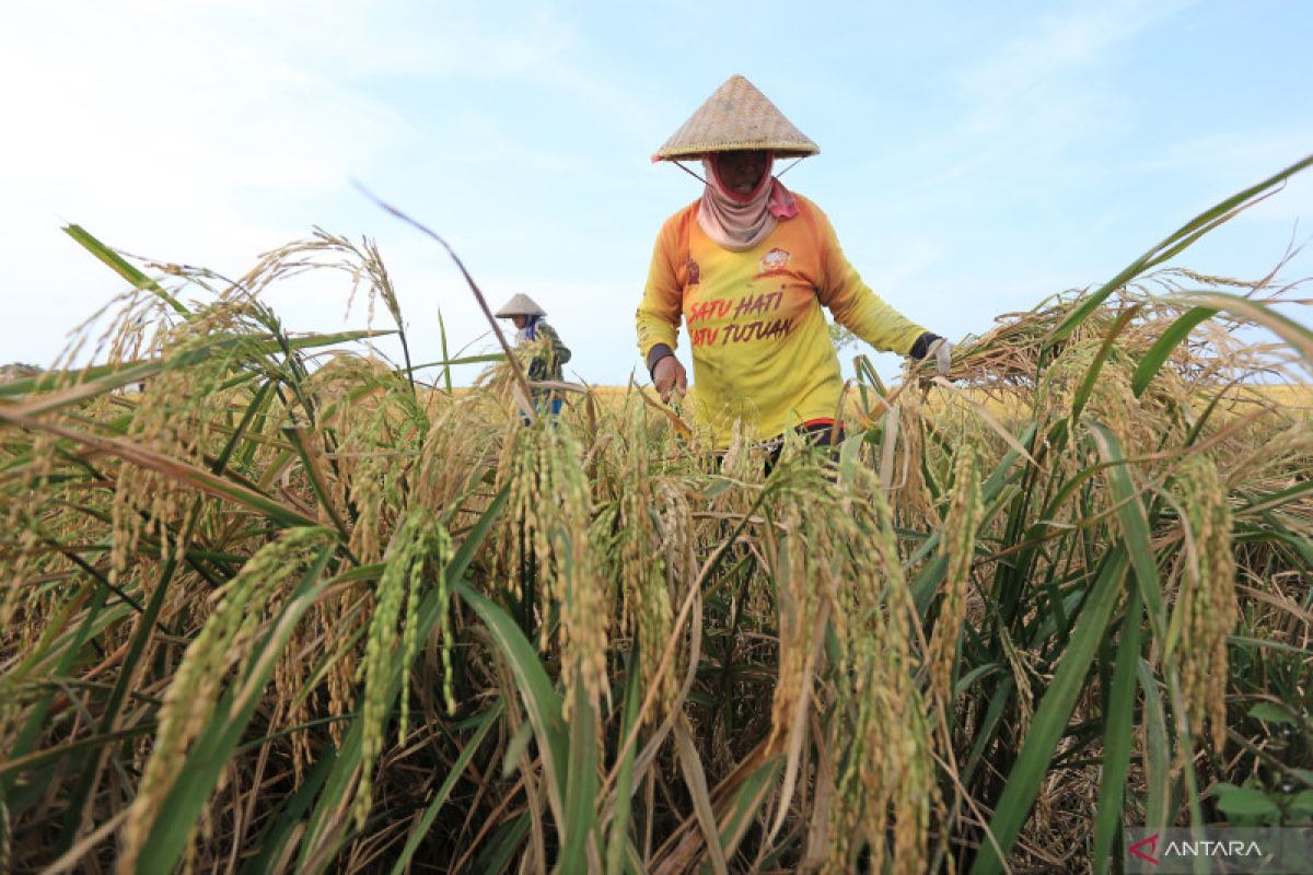 Regenerasi petani, refleksi di Hari Tani 2022