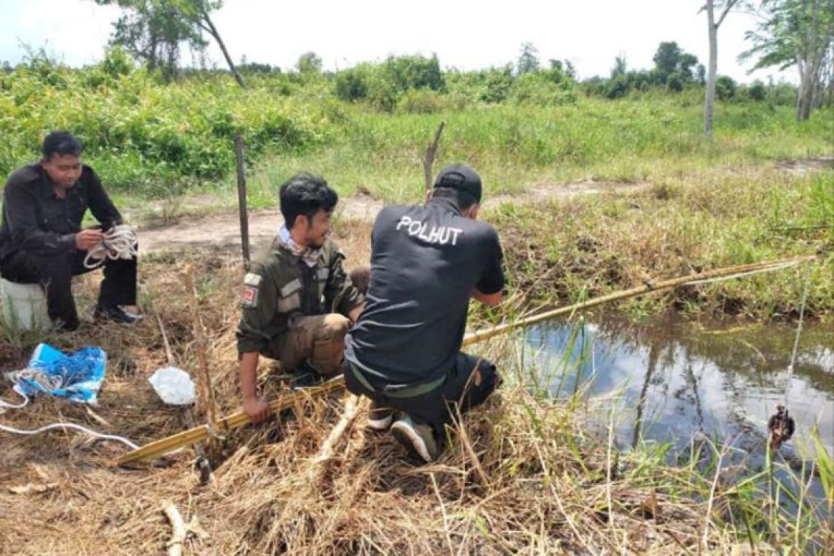 BKSDA Sampit pasang pancing umpan ayam untuk evakuasi buaya