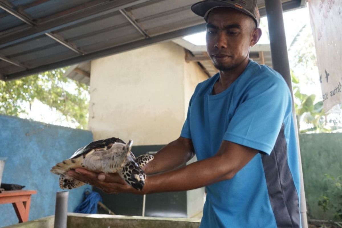 PLN NTB dukung penataan Kawasan Esensial Penyu di Lombok Barat