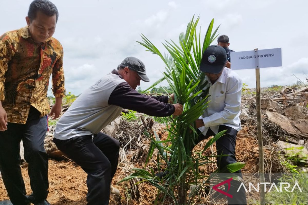 KUD Sido Makmur Sekadau dapat program PSR untuk 100 hektare