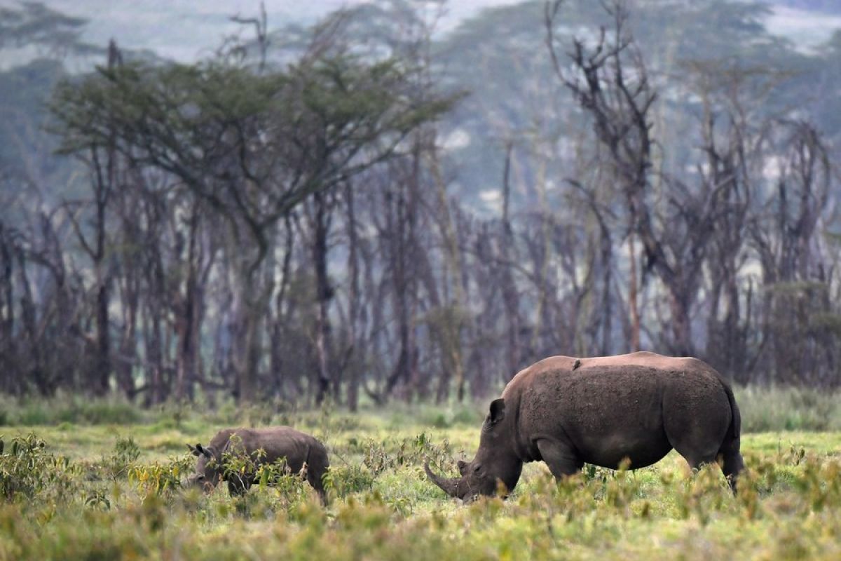 Kenya pertimbangkan dirikan suaka untuk bongo gunung dan badak hitam