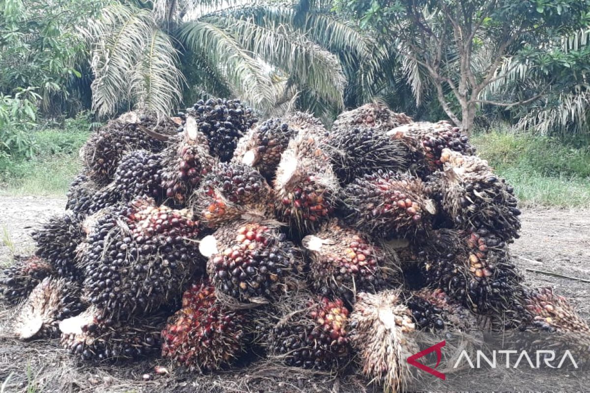 Sebagian besar pabrik di Mukomuko Bengkulu beli sawit petani dengan harga tinggi