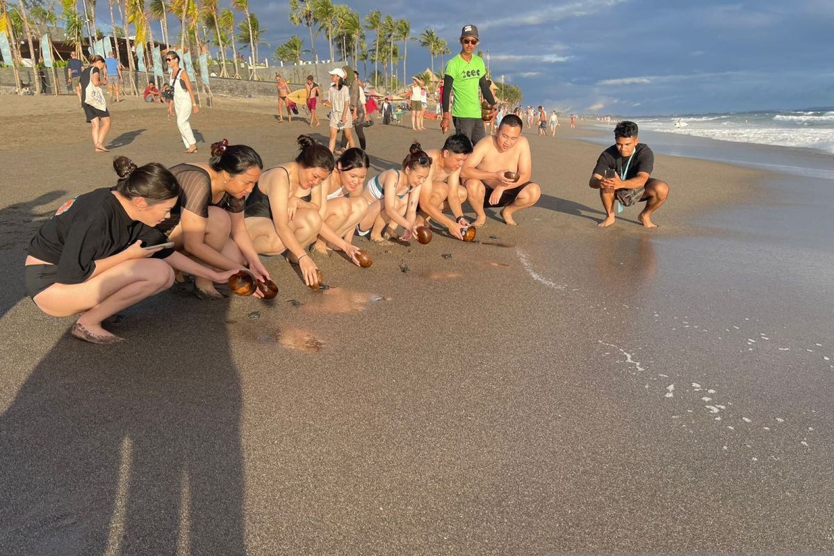 ATLAS Beach Fest Care lepas ribuan tukik di Pantai Berawa Bali