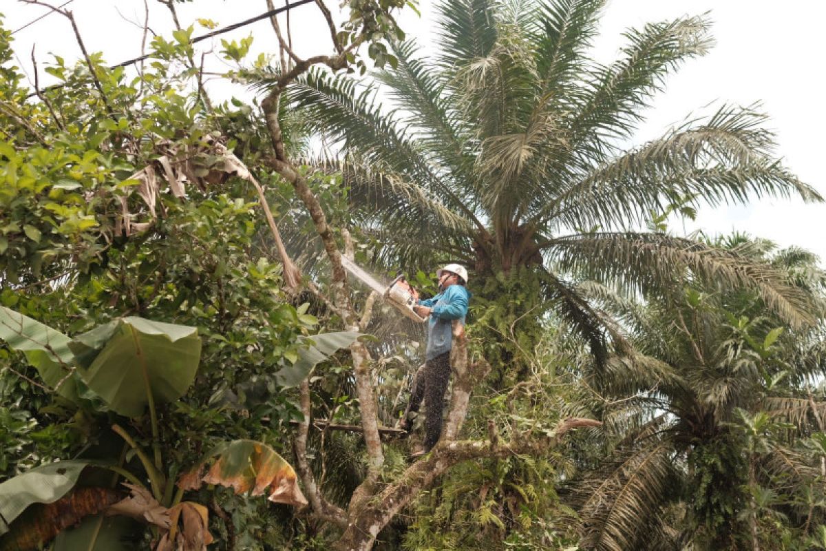 PLN UP3 Ketapang lakukan perawatan jaringan listrik secara rutin