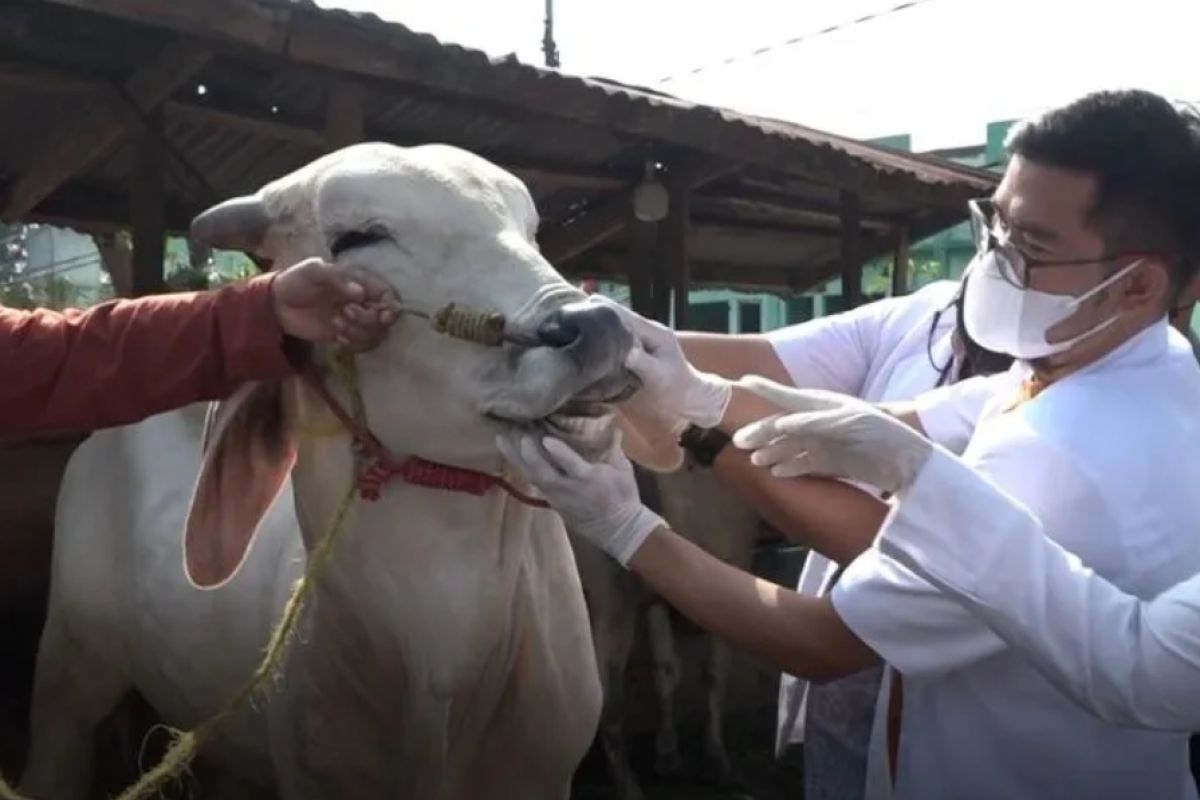 Peternak Lampung diminta terapkan "biosecurity"