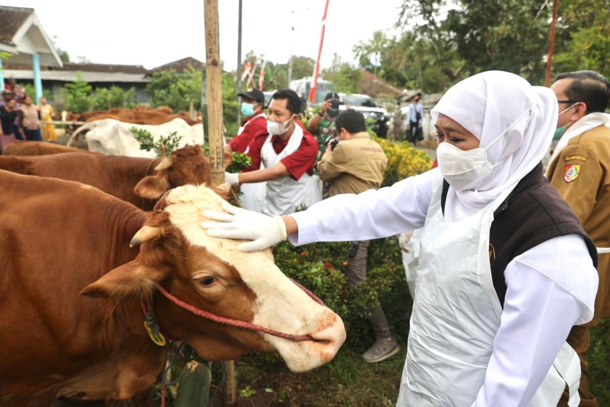 Khofifah: 635.050 ternak di Jatim sudah divaksinasi PMK