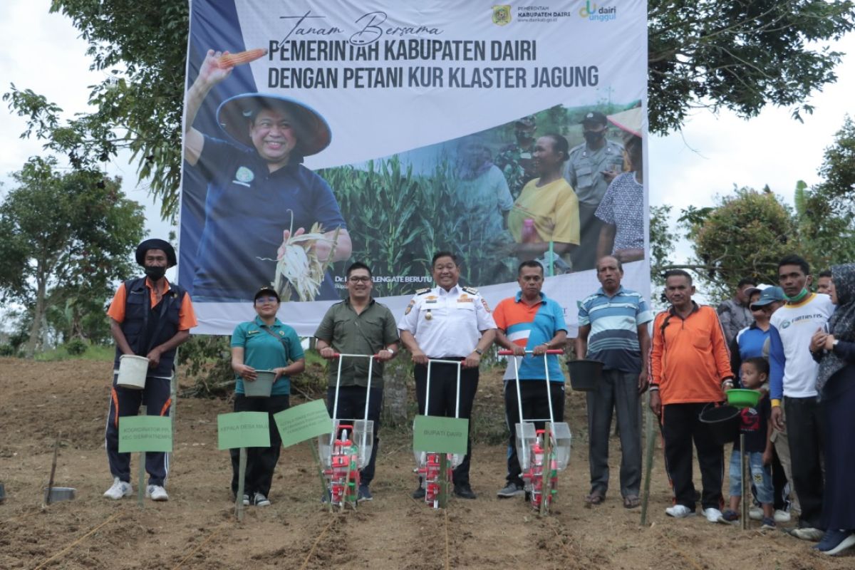 Pemkab Dairi lakukan tanam jagung KUR Klaster di Desa Maju