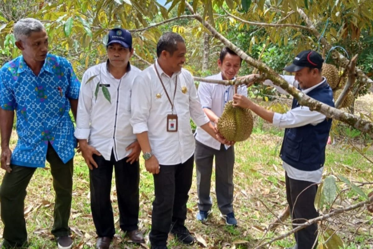 Sigi dukung pencanangan Desa Tompi Bugis Sulteng  jadi kampung durian
