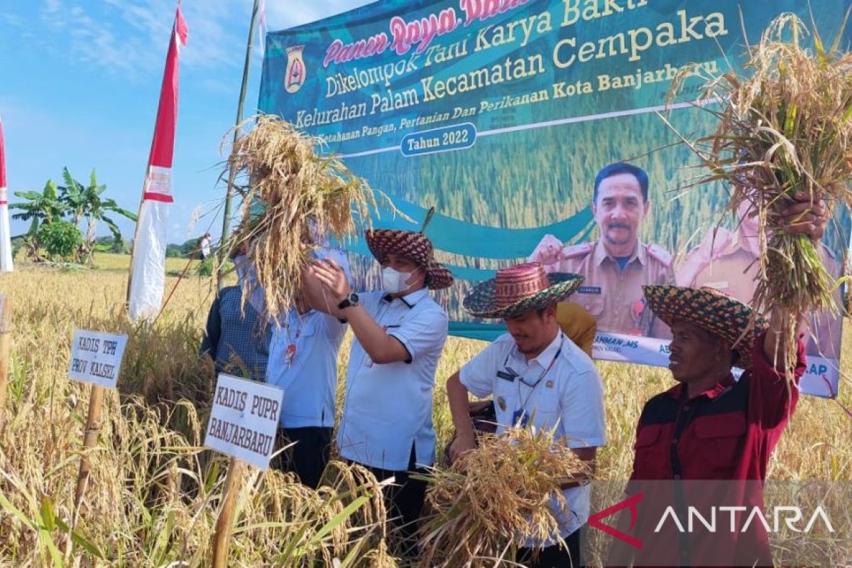 Wali Kota panen raya padi lokal di Palam
