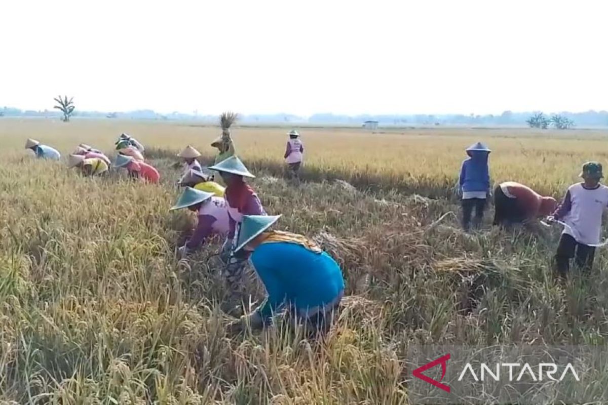 Produksi padi di Madiun turun akibat serangan OPT
