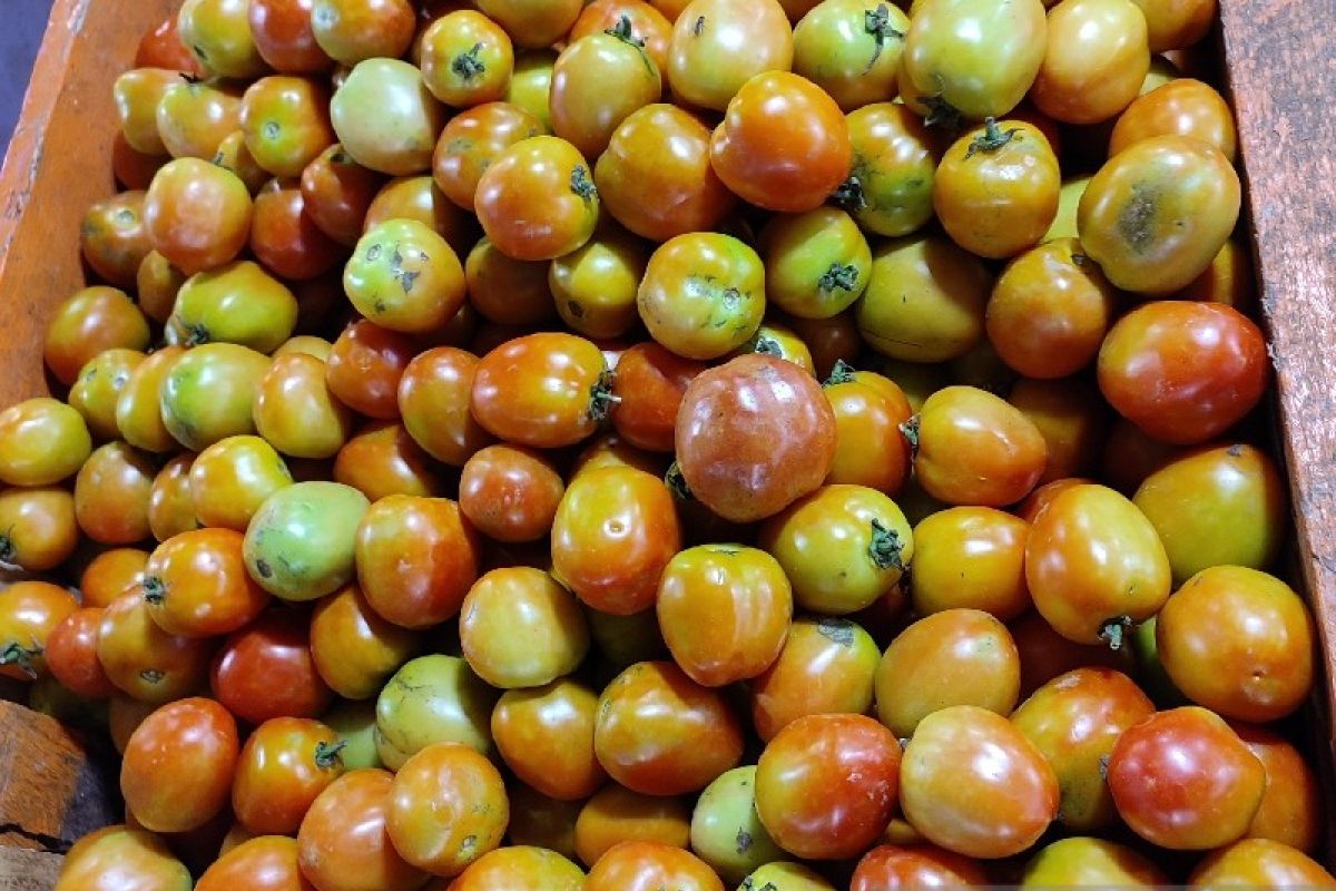 Harga tomat di Jayapura naik jadi Rp30.000 per kilo gram