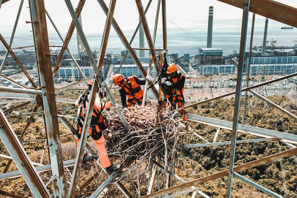 PLN gandeng BBKSDA amankan sarang elang di jaringan listrik