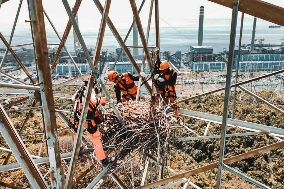 PLN gandeng BBKSDA amankan sarang elang di jaringan tegangan tinggi