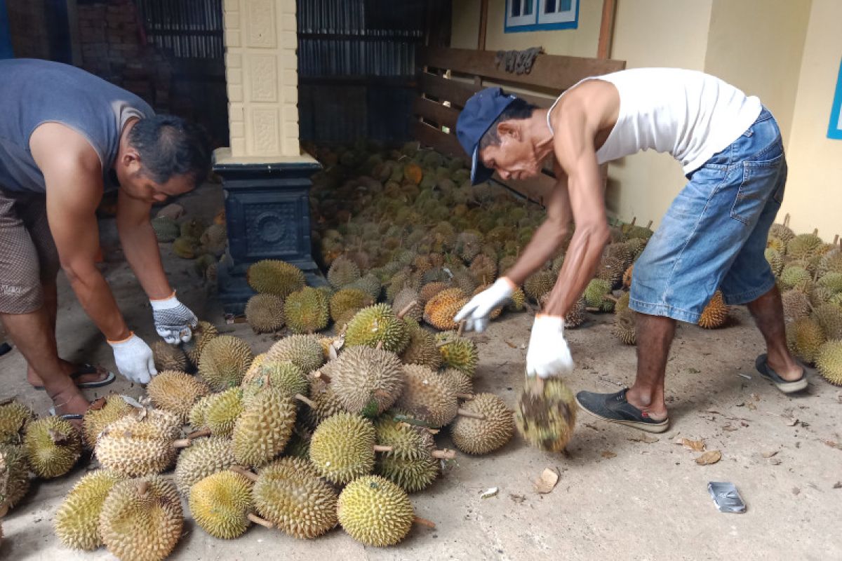 Permintaan durian Lubukbasung Agam cukup tinggi dari provinsi tetangga