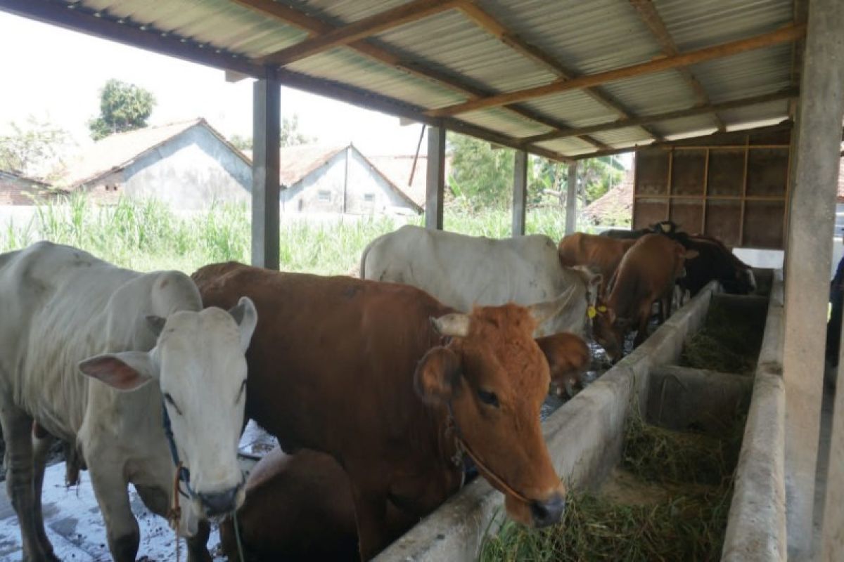 Pemkot Pekalongan vaksinasi PMK 217 sapi