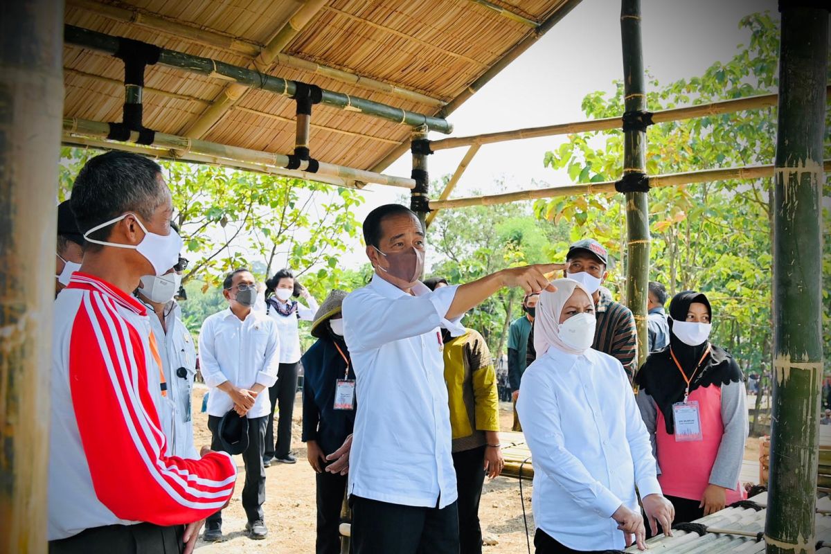 Presiden Joko Widodo minta rumah tangga manfaatkan lahan pekarangan tanam cabai