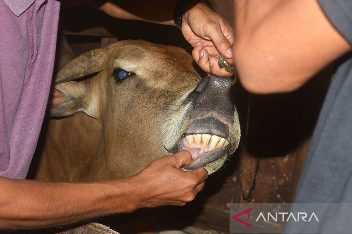Satgas: 755 hewan ternak di Aceh sembuh dari PMK