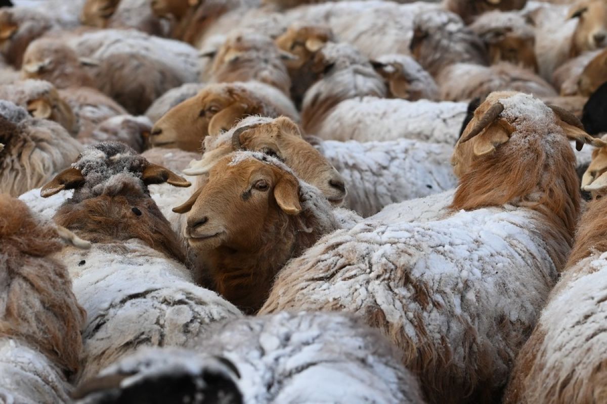 China berhasil biakkan domba unggul melalui penyuntingan gen