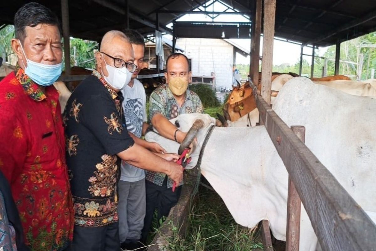 Cegah tumpang tindih data, DTPHP Kalteng mulai laksanakan penandaan ternak