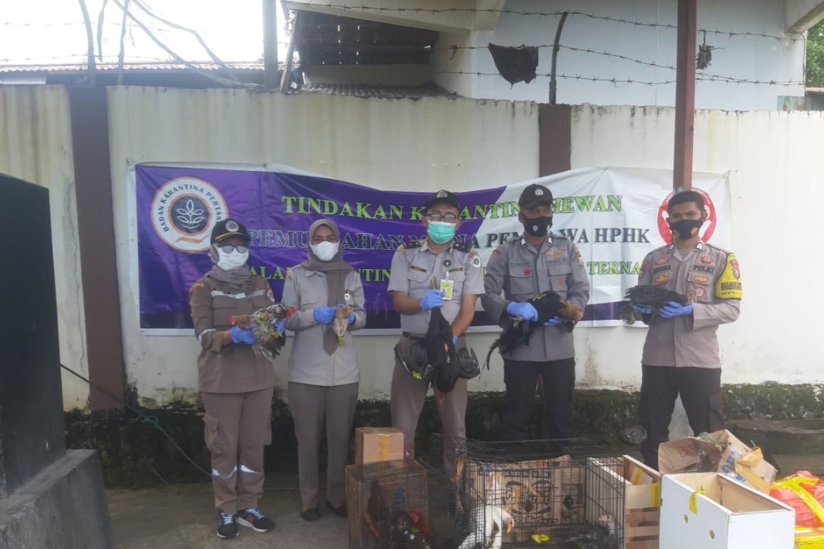 Karantina Ternate musnahkan daging asal Jakarta diduga kandung PMK