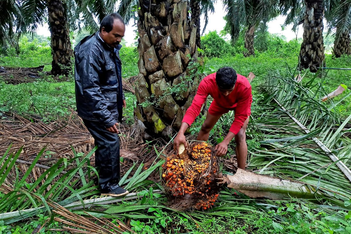 Impor minyak sawit India Juli turun, ketika minyak kedelai melonjak