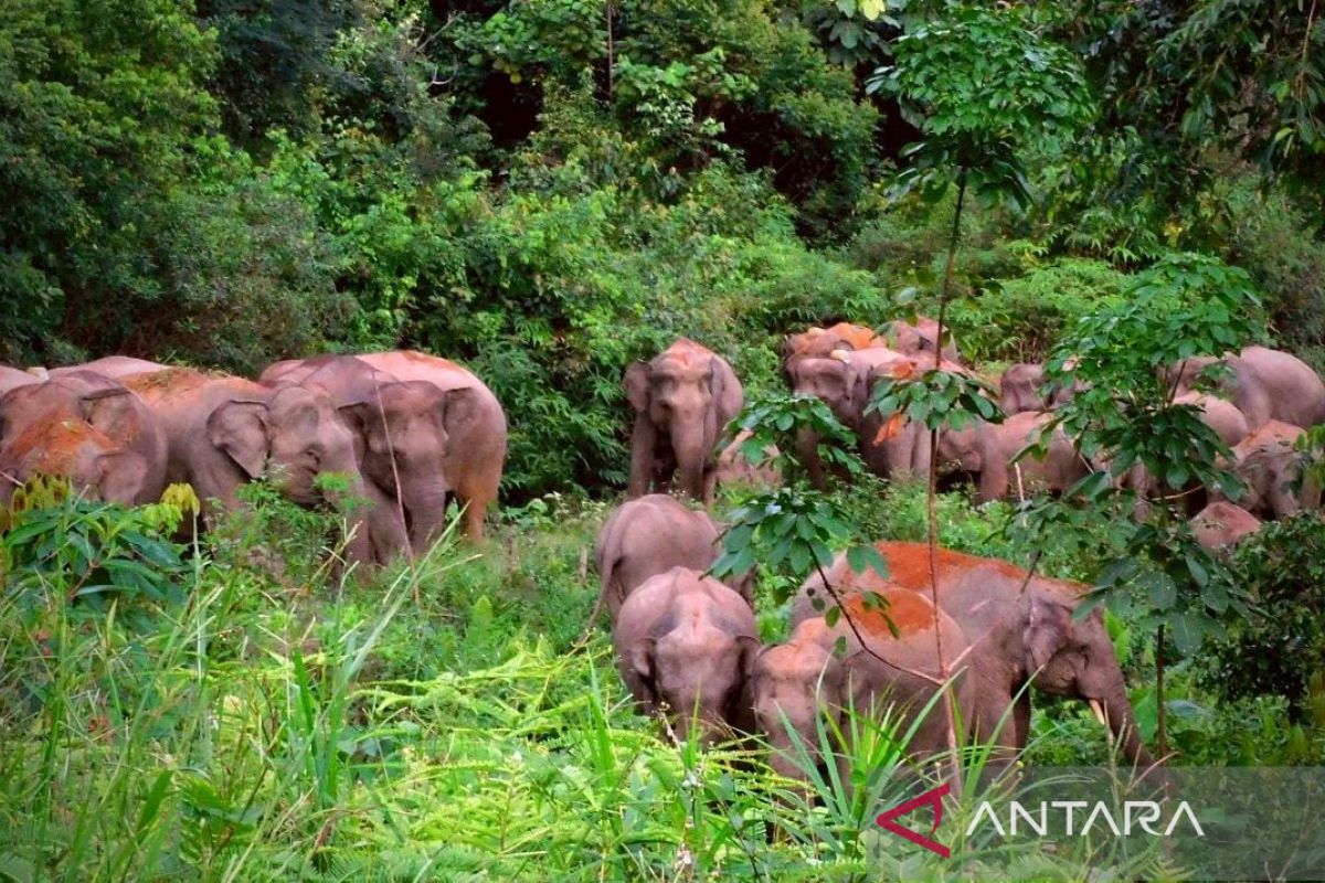 Gubernur Jambi resmikan pusat informasi konservasi gajah di Tebo